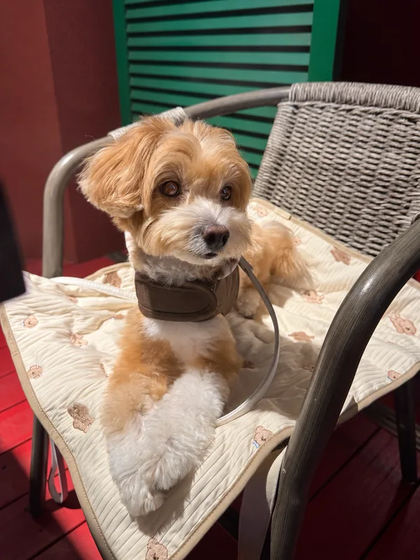 うちの看板犬のコムちゃん